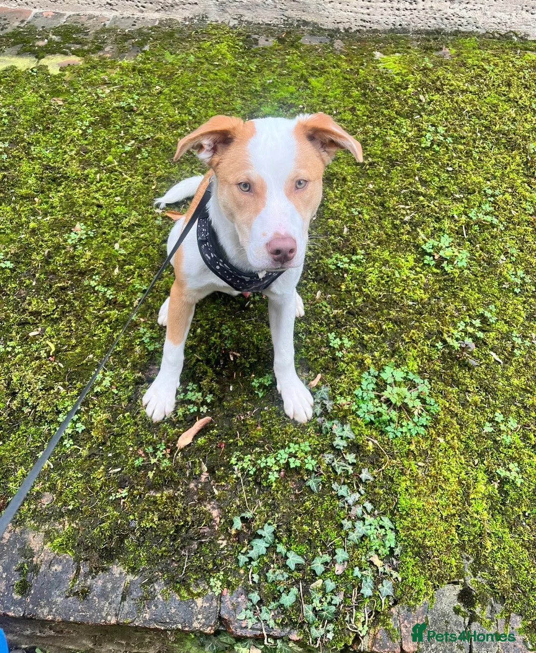 Mixed Breed dogs for sale: American bully cross  in Southall - Advert 1