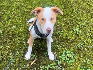 Mixed Breed dogs American bully cross - Advert 1