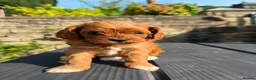 Cavapoo dogs for sale: Fox Red F1 Cavapoo’s - Advert 12