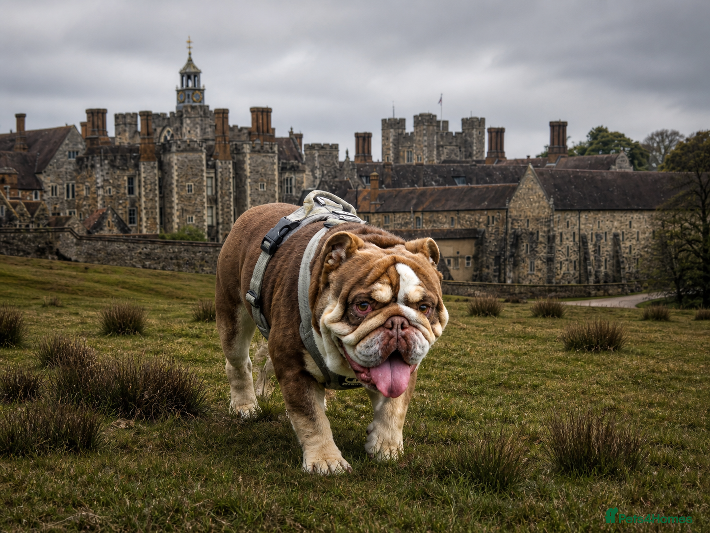 English Bulldog dogs 🐾 English Bulldog STUD AVAILABLE –  BIG JOHN 🐾 - Advert 1