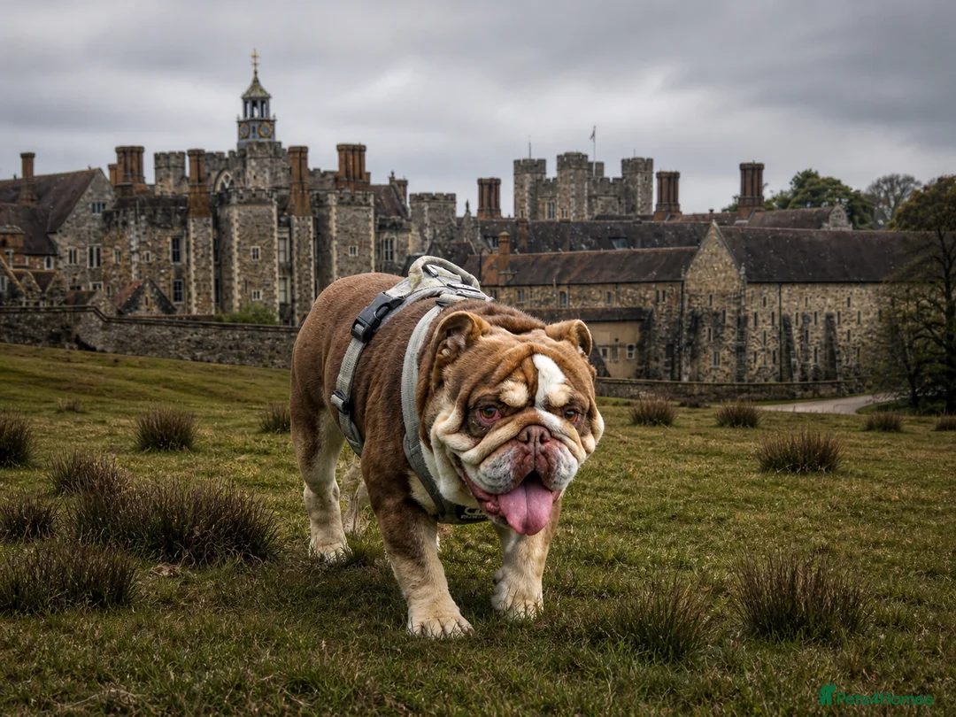 English Bulldog dogs for stud: 🐾 English Bulldog STUD AVAILABLE –  BIG JOHN 🐾 - Advert 1