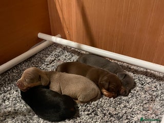 Miniature Dachshund dogs Kc Reg smooth hair miniature dachshund - Advert 18