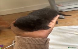 Domestic Shorthair cats for sale: Domestic and BSH Kittens  - Image 7