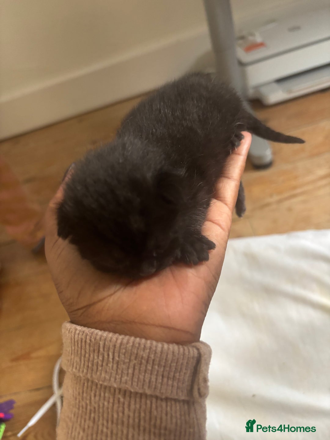 Domestic Shorthair cats for sale: Domestic and BSH Kittens  - Image 7