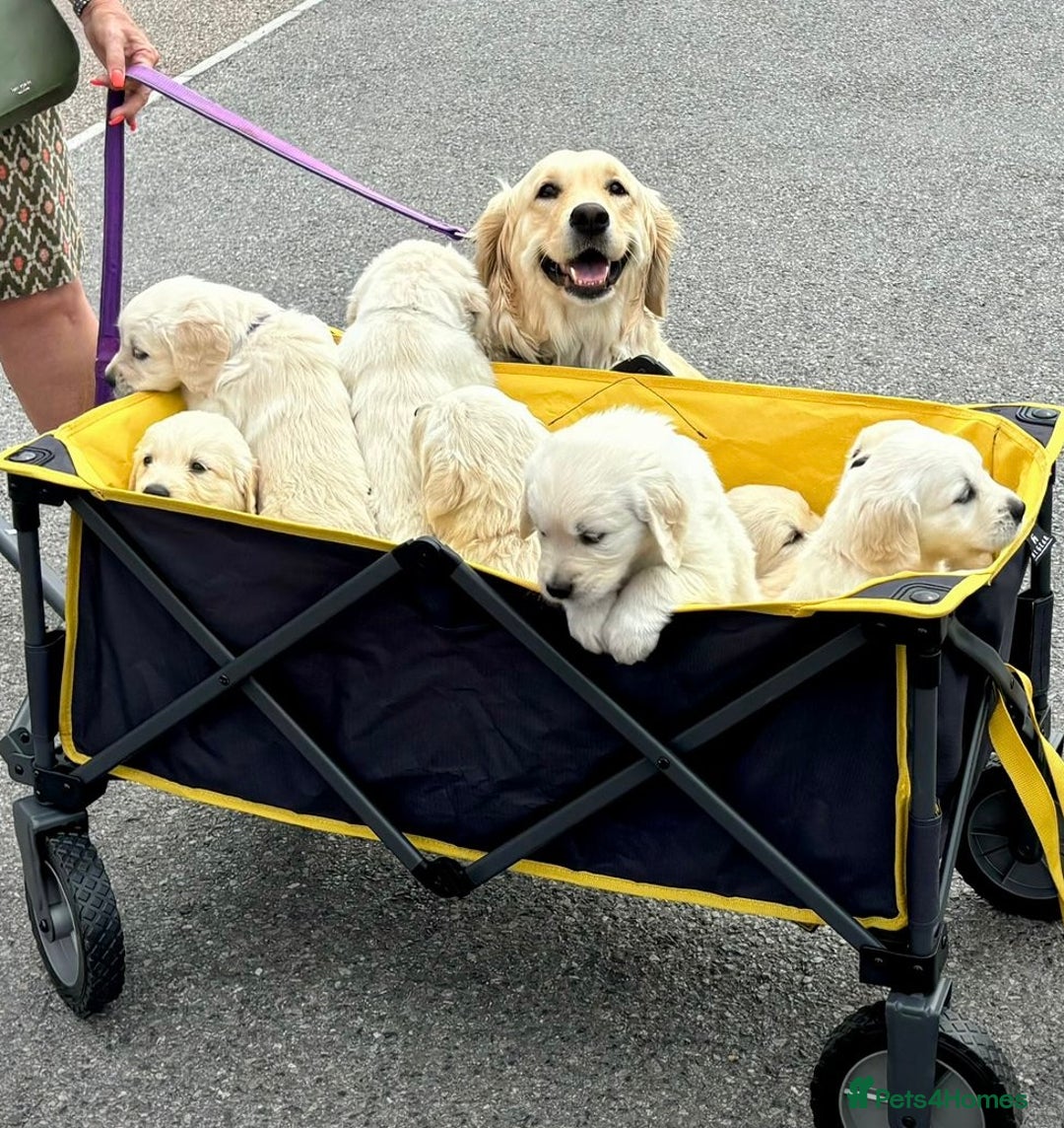 Golden Retriever dogs for sale: Beautiful Golden Retriever Puppies - Image 2
