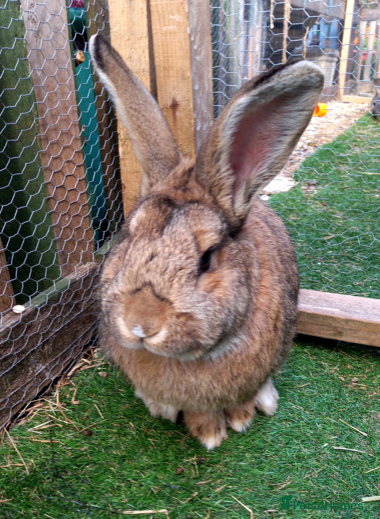 Continental Giant rabbits Male continental giant - Advert 1
