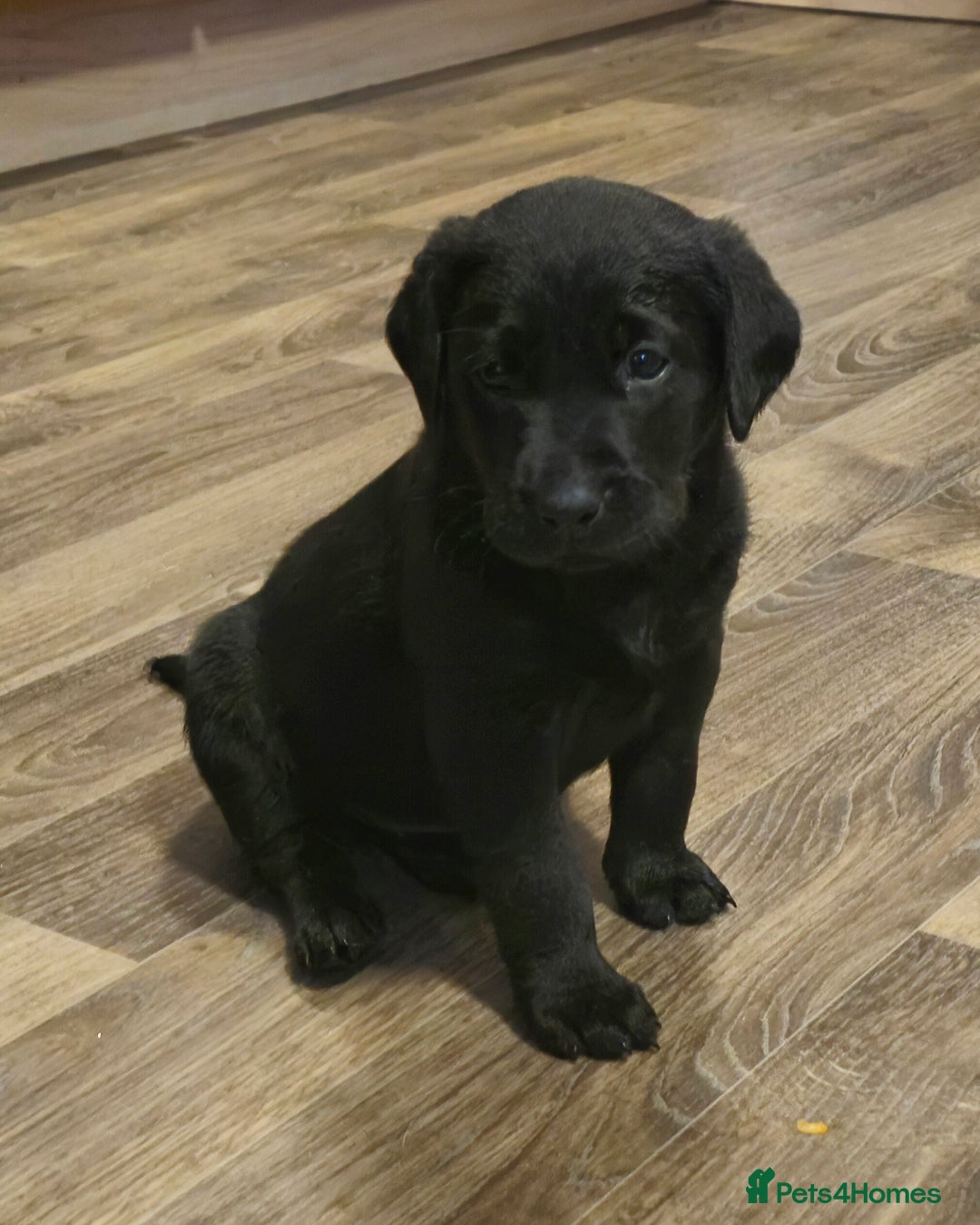 Labrador Retriever dogs for sale: KC Reg Fully Health Tested Black Labrador Puppies - Image 10