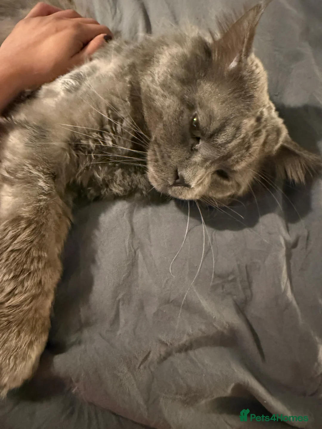 Maine Coon cats for sale: Loving home - Russian blue diamond - Advert 3