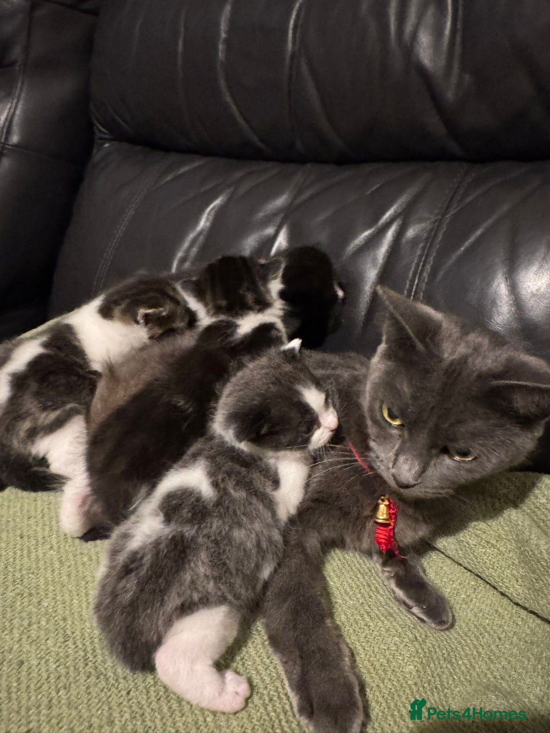 Mixed Breed cats for sale: Russian Blue x Tabby - Advert 7