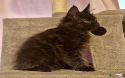 Maine Coon cats for sale: 🌟Ready to leave 4 XL Maine Coons active available - Image 24
