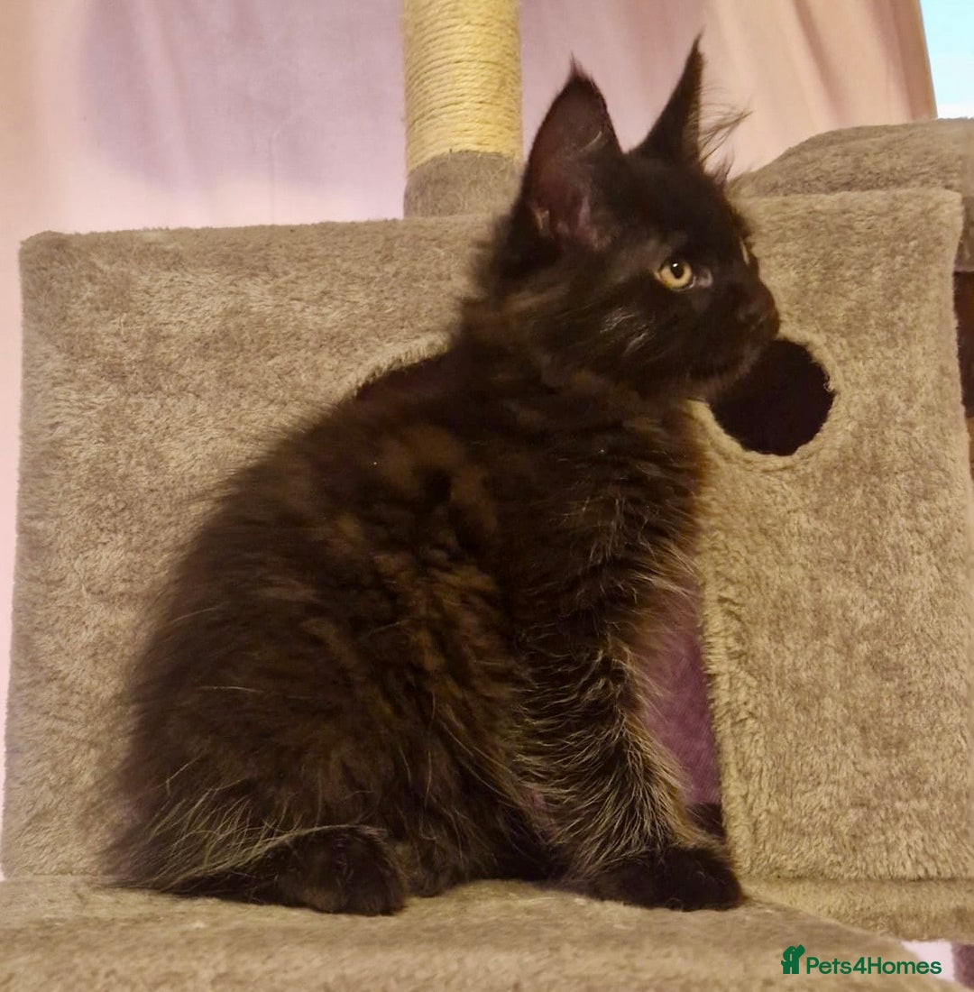 Maine Coon cats for sale: 🌟Ready to leave 4 XL Maine Coons active available - Image 24