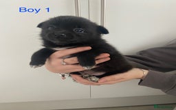 Mixed Breed dogs for sale: Jack-A-terrain puppies - Image 3