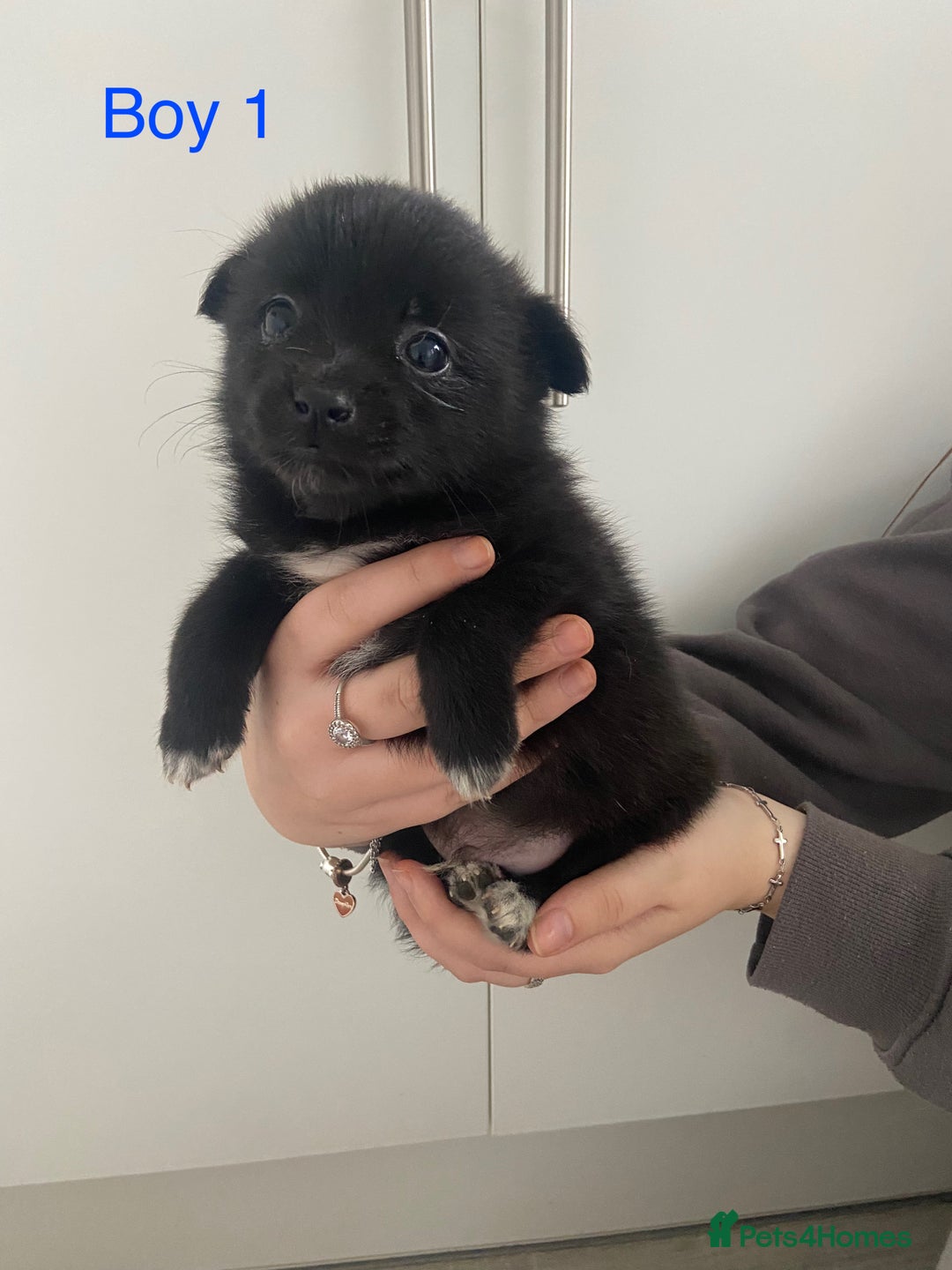 Mixed Breed dogs for sale: Jack-A-terrain puppies - Image 3