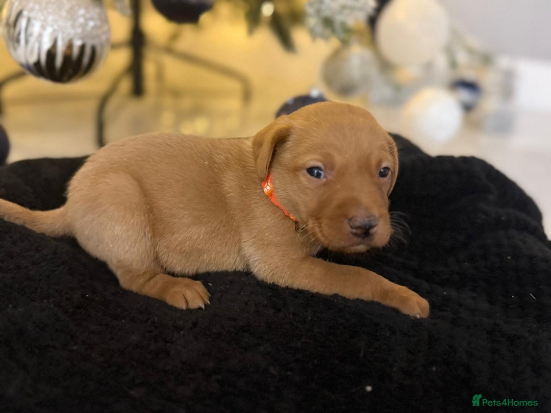 Labrador Retriever dogs for sale: Beautiful fox red puppies  - Advert 18