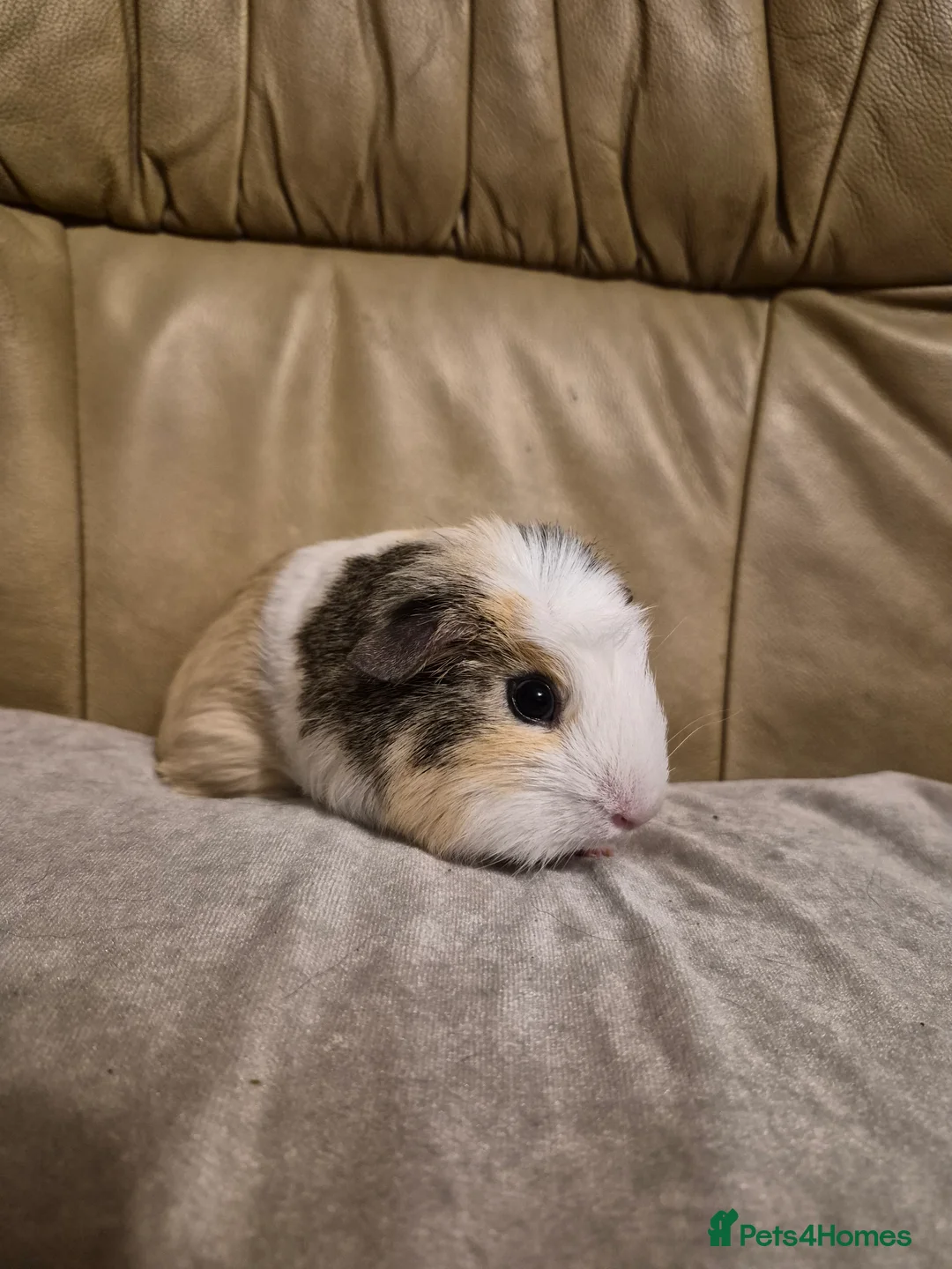 Guinea Pig rodents for sale: 1 Adorable Male Guinea Pig - Advert 3