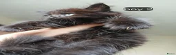 Mixed Breed cats for sale: Long haired kittens  in Swanscombe - Advert 24
