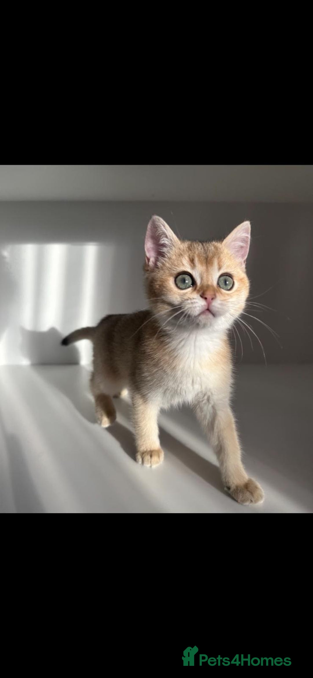 British Shorthair cats for sale: Last British Shorthair Golden kitten GCCF reg - Advert 22