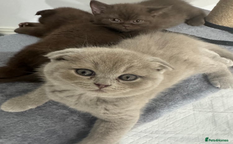Scottish Fold cats - Advert 1