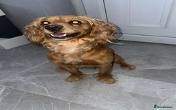 Cocker Spaniel dogs for sale: 2 year old male cocker spaniel  - Image 4