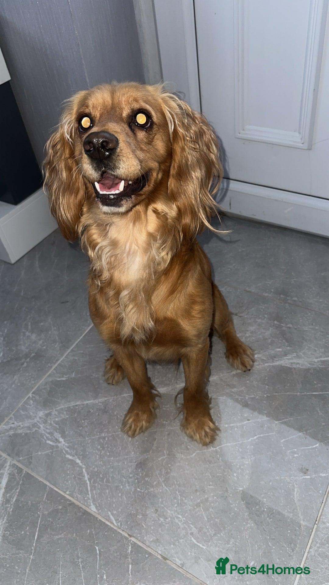 Cocker Spaniel dogs for sale: 2 year old male cocker spaniel  - Image 4