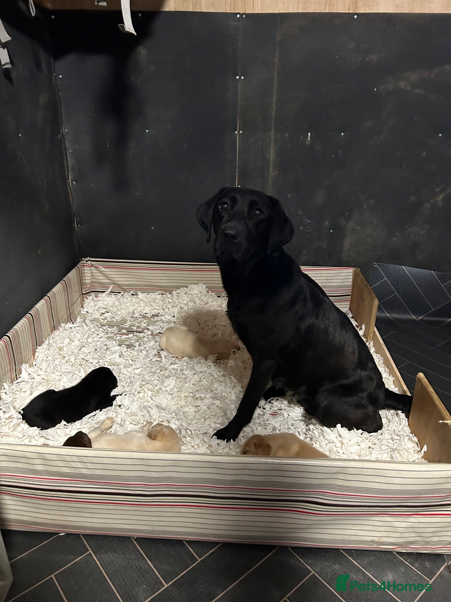 Labrador Retriever dogs KC Labrador pups, champagne, yellow & black  - Advert 1