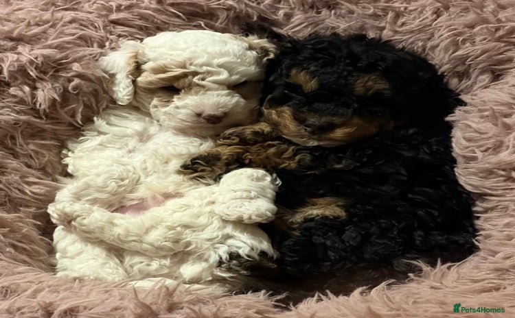 Toy Poodle dogs Beautiful phanotom toy poodle boys  - Advert 14