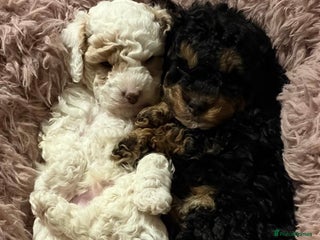 Toy Poodle dogs Beautiful phanotom toy poodle boys - Advert 8