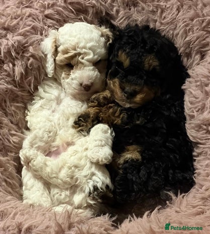 Toy Poodle dogs Beautiful phanotom toy poodle boys - Advert 14