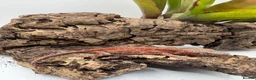 Gecko reptiles for sale: Male and unsexed red gargoyle geckos.  - Advert 3
