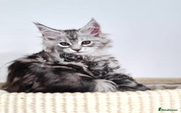 Maine Coon cats for sale: PEDIGREE MAINE COON KITTENS 5 BOYS - Image 25