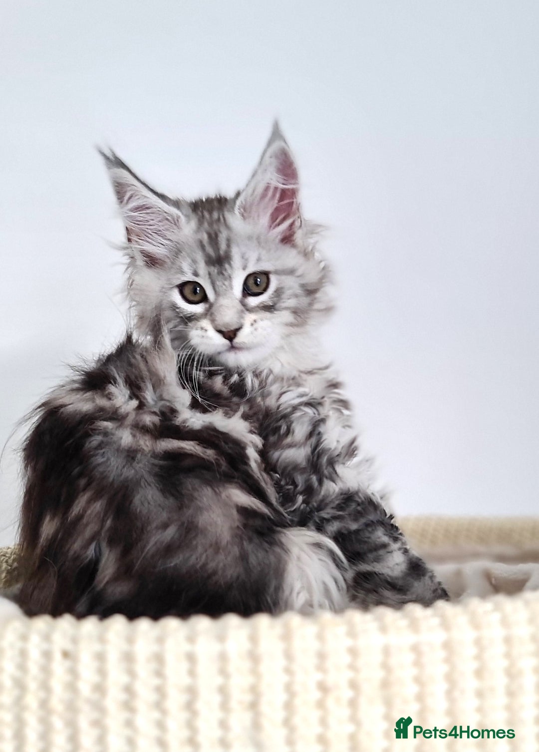 Maine Coon cats for sale: PEDIGREE MAINE COON KITTENS 5 BOYS - Image 25