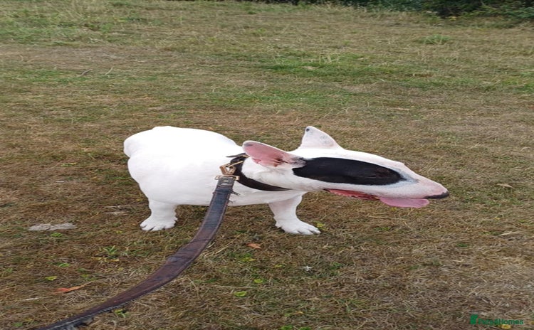 English Bull Terrier dogs - Advert 1