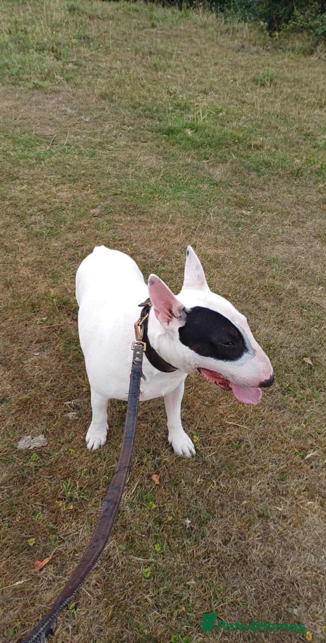 English Bull Terrier dogs for sale: 4 Year old English Bull Terrier - Image 1