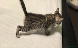 Bengal cats for sale: Bengal kittens for sale  - Image 2