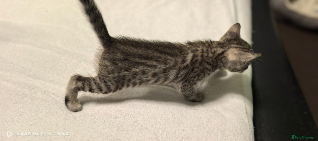 Bengal cats for sale: Bengal kittens for sale  - Image 2