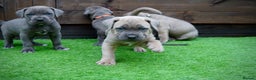 Cane Corso dogs for sale: ICCF Registered Cane Corsos  - Advert 26