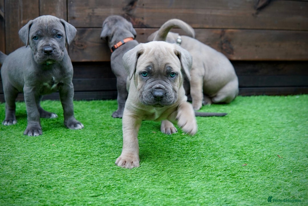 Cane Corso dogs for sale: ICCF Registered Cane Corsos  - Advert 26