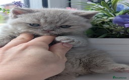 British Shorthair cats for sale: Best quality Gccf registered lilac kittens  - Image 5