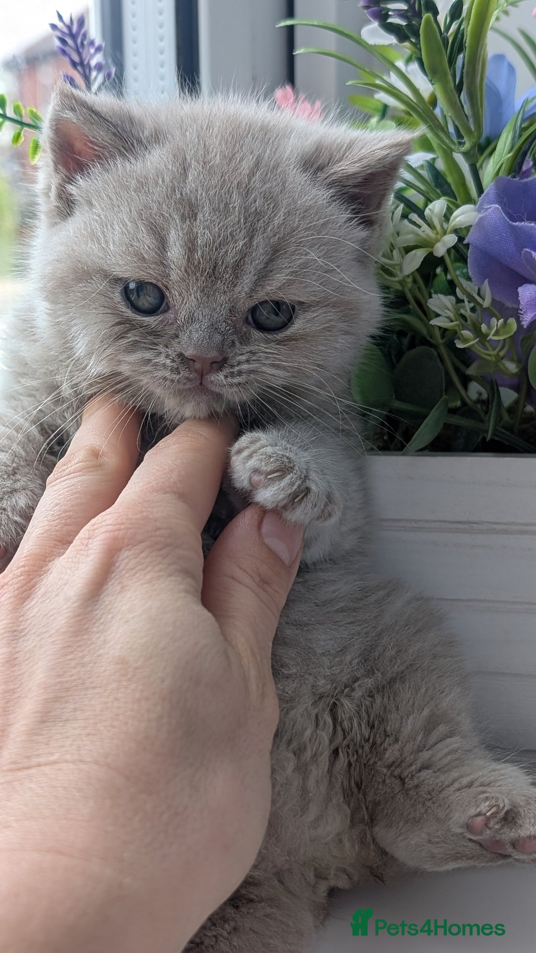 British Shorthair cats for sale: Best quality Gccf registered lilac kittens  - Image 5