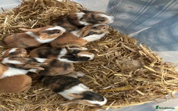 Tri Coloured Dutch rabbits for sale: Tricoloured Dutch Rabbits - Image 11