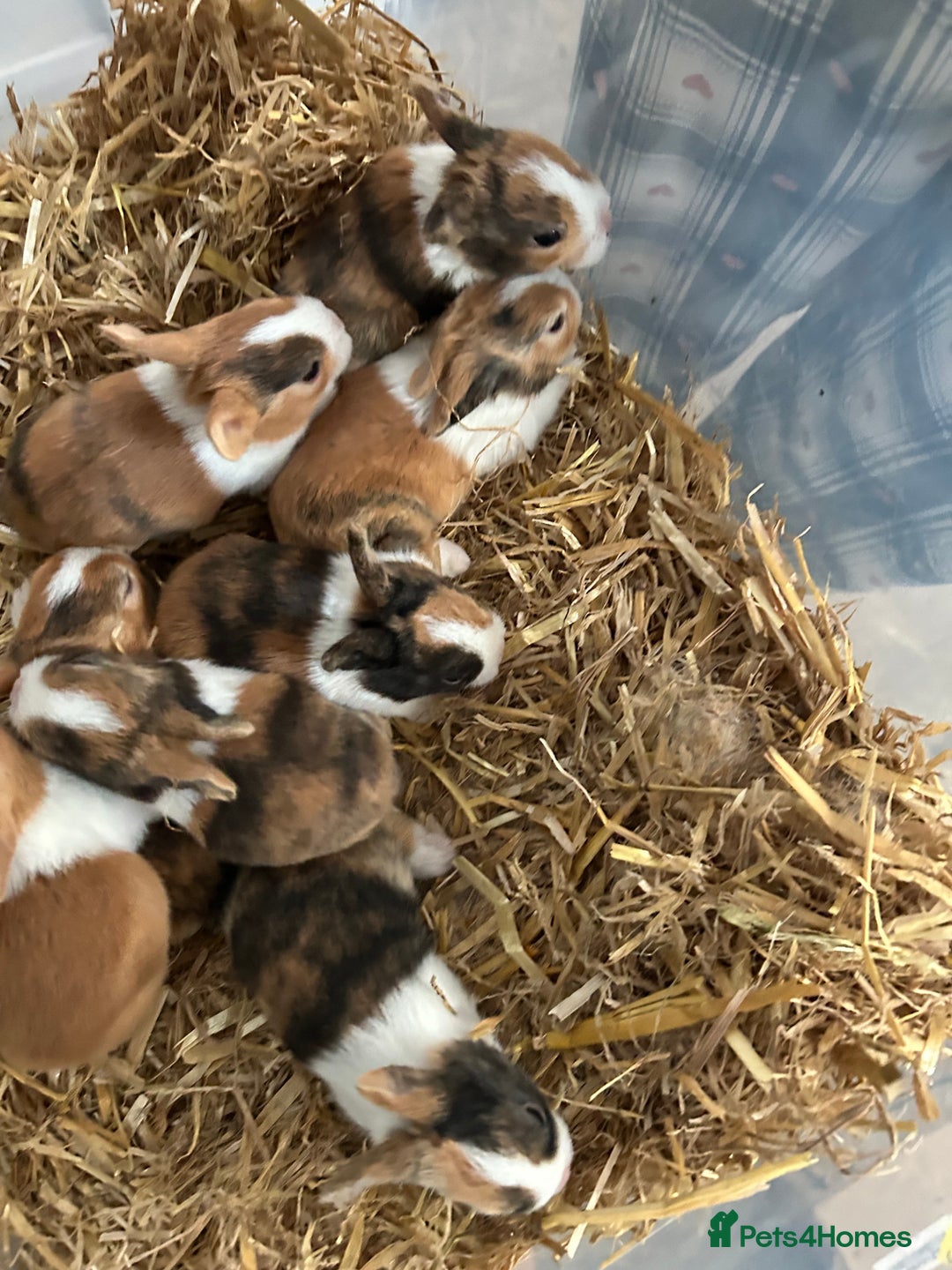 Tri Coloured Dutch rabbits for sale: Tricoloured Dutch Rabbits - Image 11