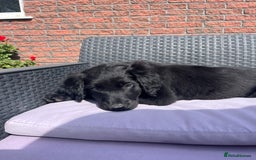 Mixed Breed dogs for sale: Collie Setter puppies - Image 11