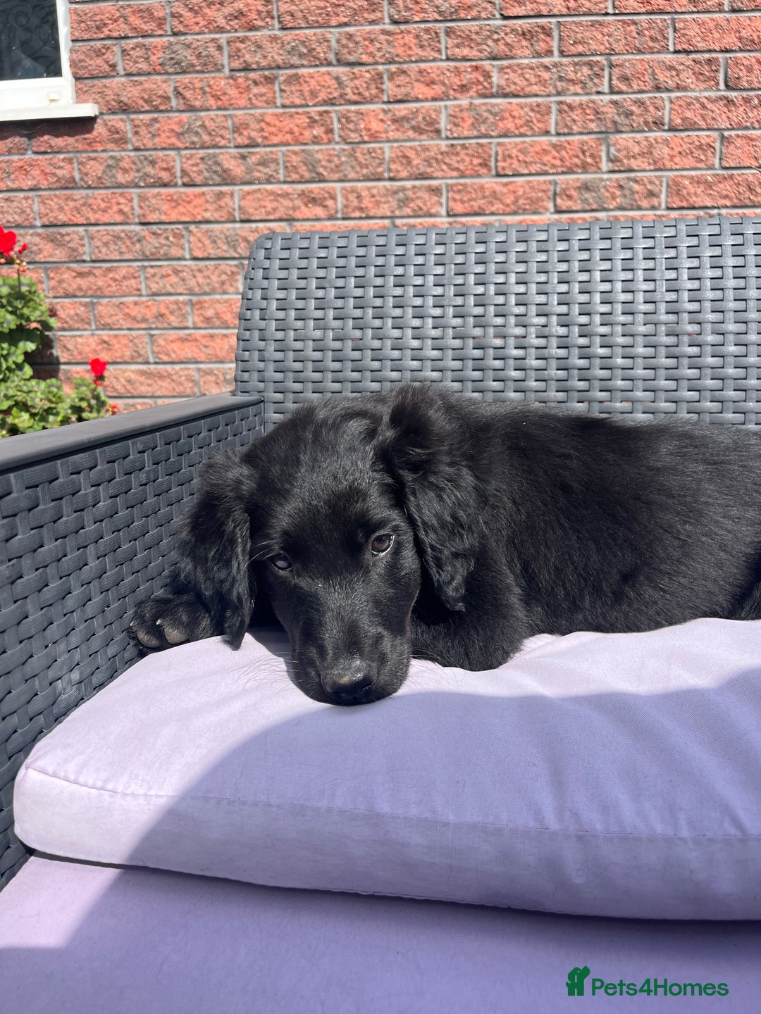 Mixed Breed dogs for sale: Collie Setter puppies - Image 11