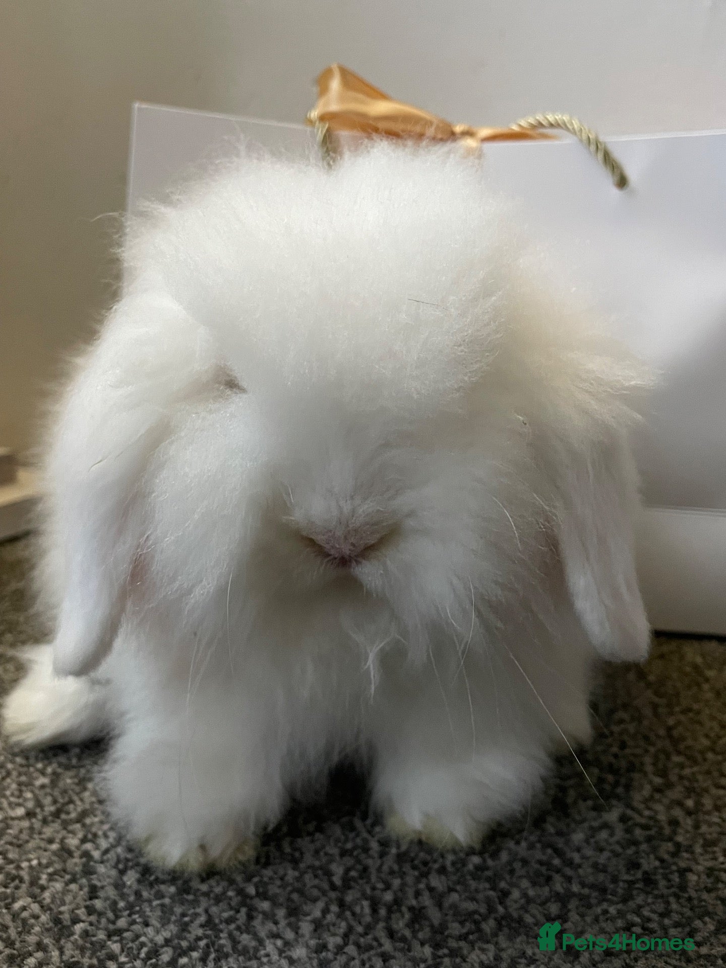 Mini Lion Lop rabbits for sale: Stunning TeddyWidder Girl  - Advert 6