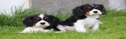 Cavalier King Charles Spaniel dogs for sale: Beautiful Cavalier King Charles Spaniel puppies - Advert 23