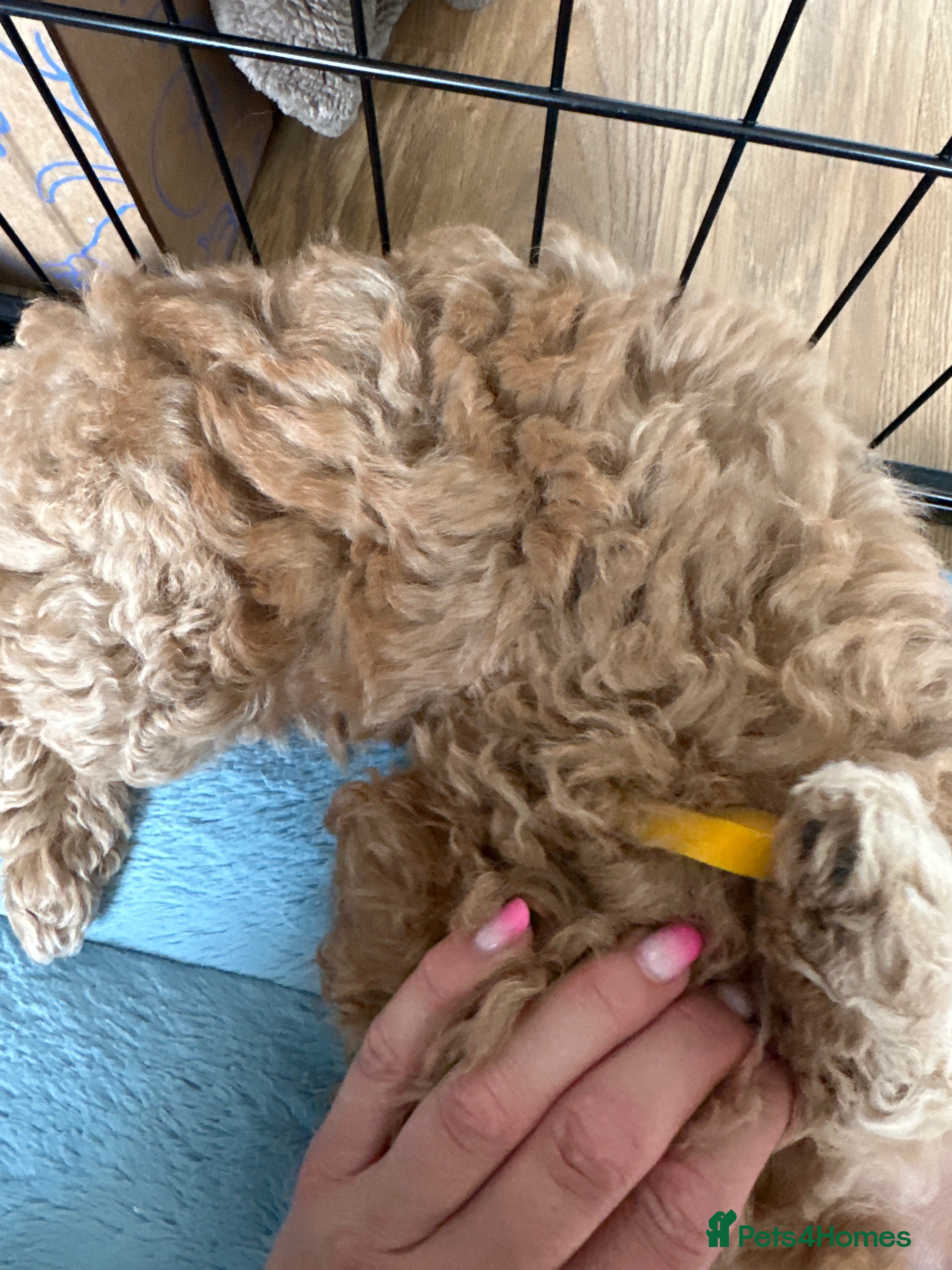 Cockapoo dogs Wonderful healthy puppies can go to new homes  - Advert 2