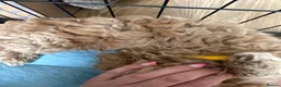 Cockapoo dogs for sale: Wonderful healthy puppies can go to new homes  - Advert 16