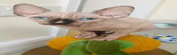 Sphynx cats for sale: Beautiful light tortie girl  - Advert 4