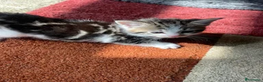 Mixed Breed Kitten 1