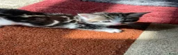 Mixed Breed cats for sale: 3 lovely female kittens  - Advert 3